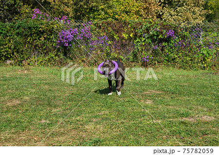 American Staffordshire Terrier outdoor American Staffordshire Terrier outdoor 75782059