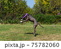 American Staffordshire Terrier outdoor 75782060