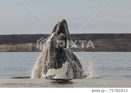 Whale jumping behavior in Peninsula Valdes  Patagonia, Argentina 75782813