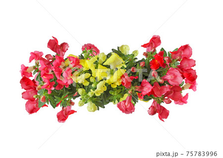 白背景の金魚草の花束の写真素材