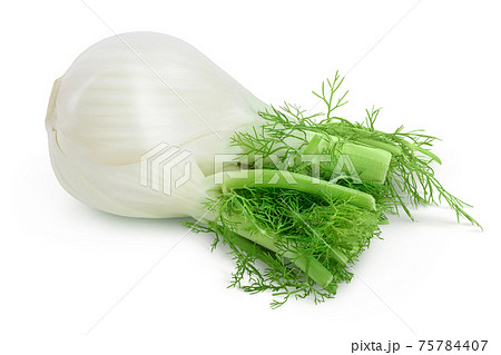 fresh fennel bulb isolated on white background with clipping path and full depth of field 75784407