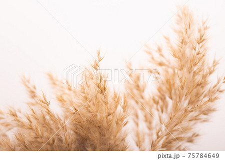 Beautiful beige dried flowers on white background. 75784649