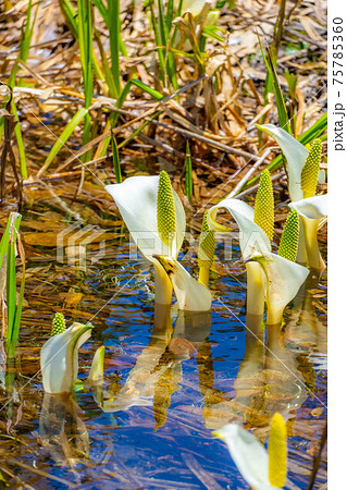 初夏の栂池自然園の水芭蕉　【長野県】 75785360