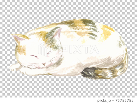 お昼寝しているネコの水彩イラスト 75785783