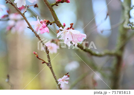ジュウガツザクラの花 ジュウガツザクラの花 75785813