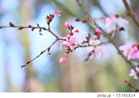 ジュウガツザクラの花 75785814
