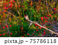 小さな鳥 75786118