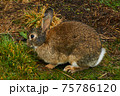野生のウサギ 75786120