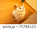上を見上げる猫 75786122