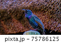 カラフルな鳥 75786125