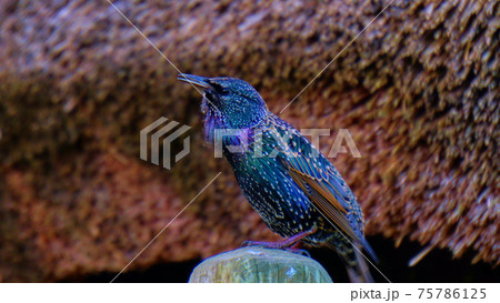 カラフルな鳥 カラフルな鳥 75786125