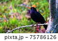 野鳥 75786126
