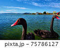 黒い白鳥 75786127