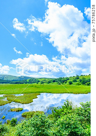 夏の八島ヶ原湿原（八島湿原） 75786258