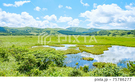 夏の八島ヶ原湿原(八島湿原) 夏の八島ヶ原湿原(八島湿原) 75786277