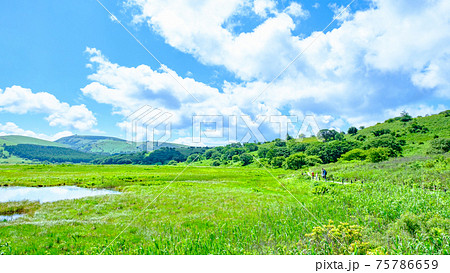 夏の八島ヶ原湿原（八島湿原） 75786659