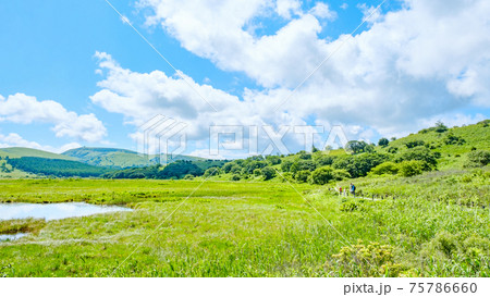 夏の八島ヶ原湿原（八島湿原） 75786660