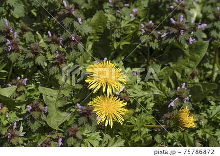 野に咲くタンポポ 野に咲くタンポポ 75786872