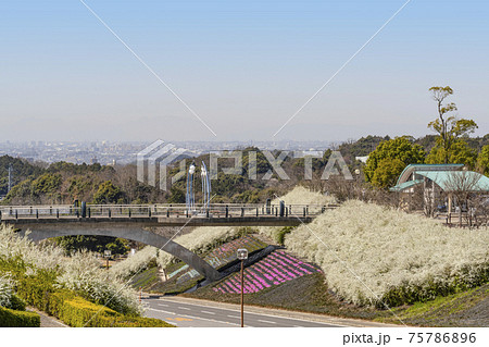 ユキヤナギ咲く岡崎中央総合公園 75786896