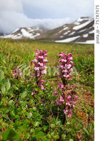 Beautiful flowers of lousewort (Pedicularis) in a mountain valley 75787075