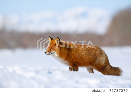 Red fox (Vulpes vulpes) 75787076