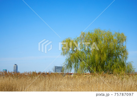 枝垂れ柳の若葉と青空　荒川　川口元郷 75787097