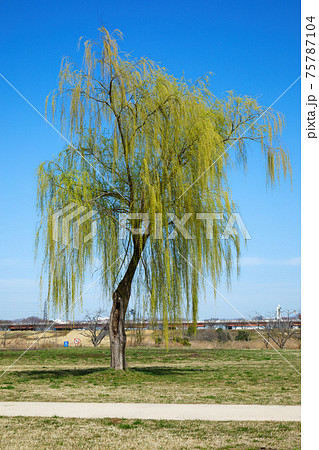 枝垂れ柳の若葉と青空　荒川　川口元郷 75787104