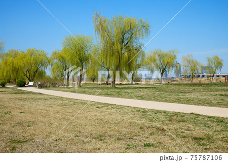枝垂れ柳の若葉と青空　荒川　川口元郷 75787106