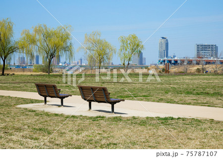 枝垂れ柳の若葉と青空 荒川 川口元郷 枝垂れ柳の若葉と青空 荒川 川口元郷 75787107