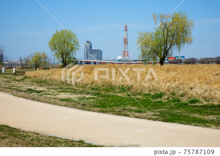 枝垂れ柳の若葉と青空 荒川 川口元郷 枝垂れ柳の若葉と青空 荒川 川口元郷 75787109