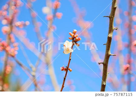 アンズの花 アンズの花 75787115