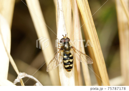 フタホシヒラタアブ 75787178