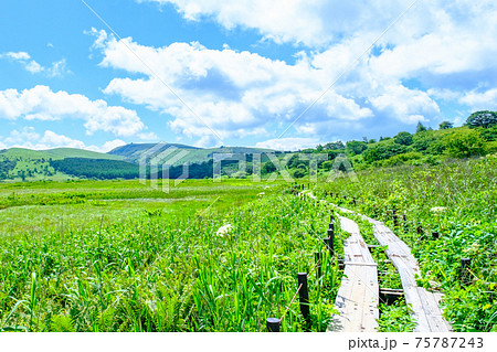 夏の八島ヶ原湿原(八島湿原) 夏の八島ヶ原湿原(八島湿原) 75787243