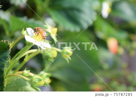 いちごの花に受粉するミツバチの写真素材