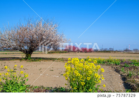初春の農耕地の風景 陽春 花園橋付近 初春の農耕地の風景 陽春 花園橋付近 75787329