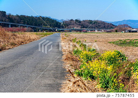 初春の農耕地の風景 陽春 花園橋付近 初春の農耕地の風景 陽春 花園橋付近 75787455