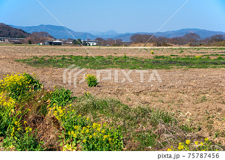 初春の農耕地の風景　陽春　花園橋付近　　 75787456