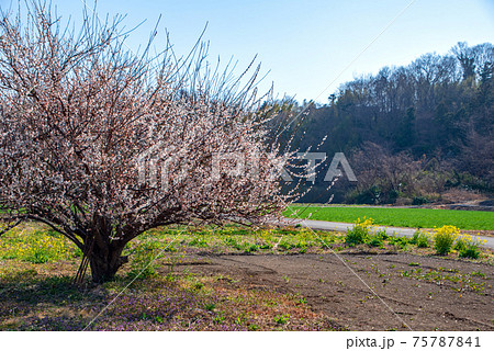 初春の農耕地の風景 陽春 梅の木 花園橋付近 初春の農耕地の風景 陽春 梅の木 花園橋付近 75787841