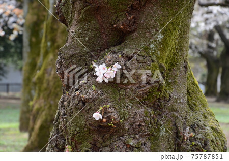 桜の木の芽 桜の木の芽 75787851