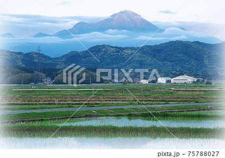 絵画風 田植え後の田んぼから遠くの大山を望む 島根県 安来市 曇り のイラスト素材