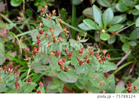 ハイオトギリの実（北海道・知床） 75788124