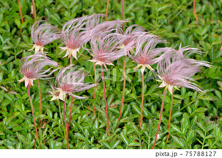 チングルマの綿毛 北海道 知床 の写真素材