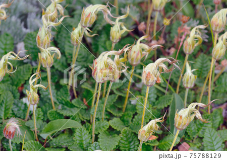 チョウノスケソウの綿毛 北海道 大雪山 の写真素材