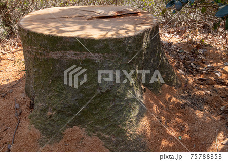 ケヤキ切株 伐採 大木 ケヤキ切株 伐採 大木 75788353