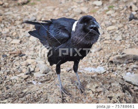 キリマンジャロ登山･カラス 75788661