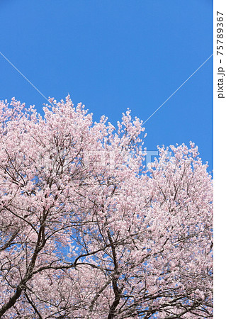 満開のエドヒガンザクラ　青空背景 75789367