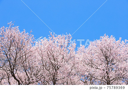 満開のエドヒガンザクラ　青空背景 75789369