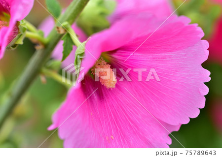 初夏に咲く花・タチアオイ 75789643