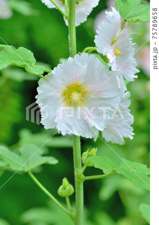 初夏に咲く花・タチアオイ 初夏に咲く花・タチアオイ 75789658