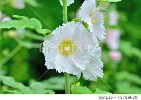 初夏に咲く花 タチアオイの写真素材